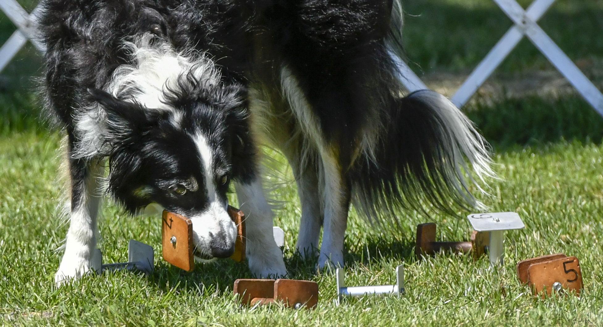 073121 Dog show 05.JPG